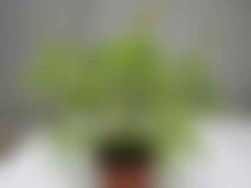 Peperomia Ferreyrae - Photo: Robert Swan | Peperomia | Piperaceae