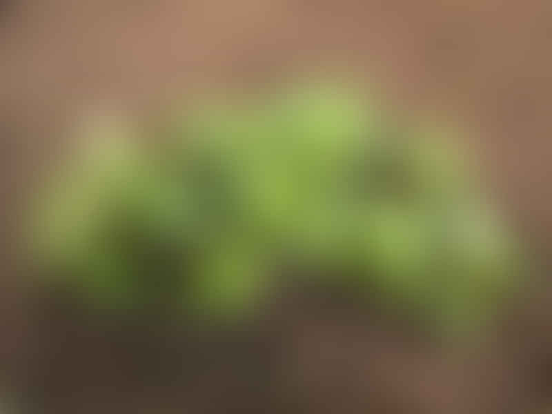 Peperomia Graveolens - Photo: Robert Swan | Peperomia | Piperaceae