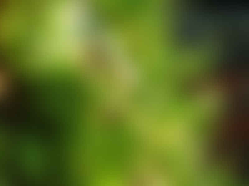 Peperomia Hoffmannii | Peperomia | Piperaceae