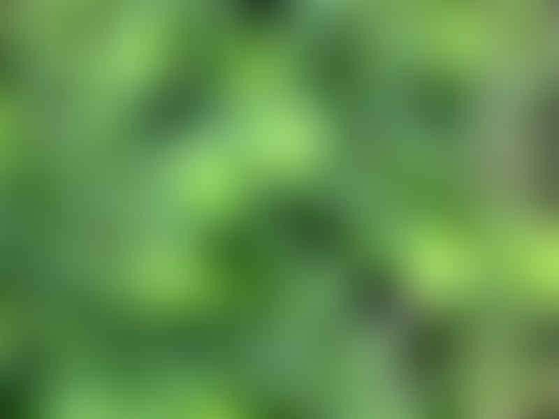 Peperomia Hoffmannii | Peperomia | Piperaceae