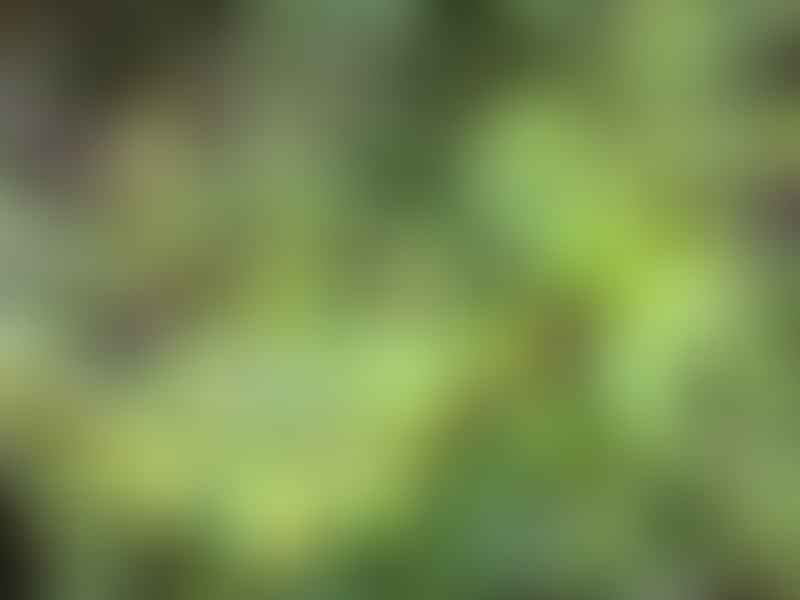 Peperomia Lanceolata | Peperomia | Piperaceae