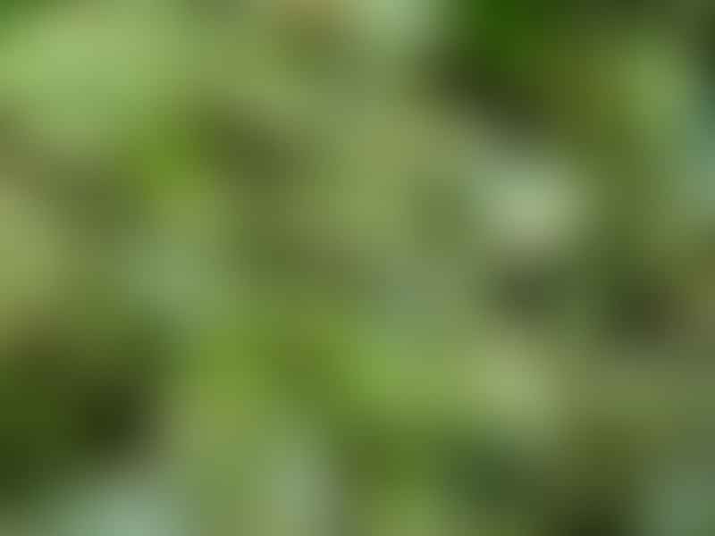 Peperomia Macrostachya | Peperomia | Piperaceae