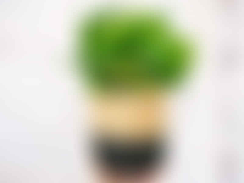 Peperomia Magnoliifolia | Peperomia | Piperaceae