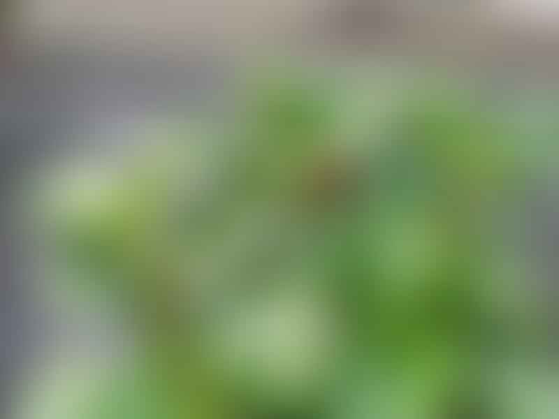 Peperomia Magnoliifolia | Peperomia | Piperaceae