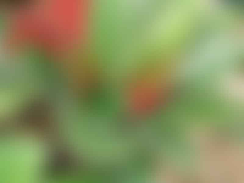 Peperomia Maypurensis | Peperomia | Piperaceae