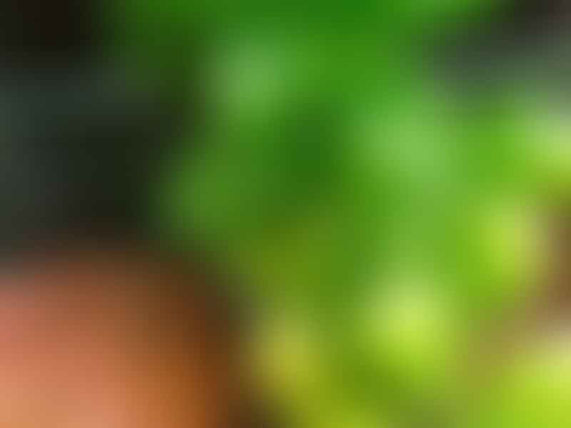 Peperomia Nivalis - Photo: Robert Swan | Peperomia | Piperaceae