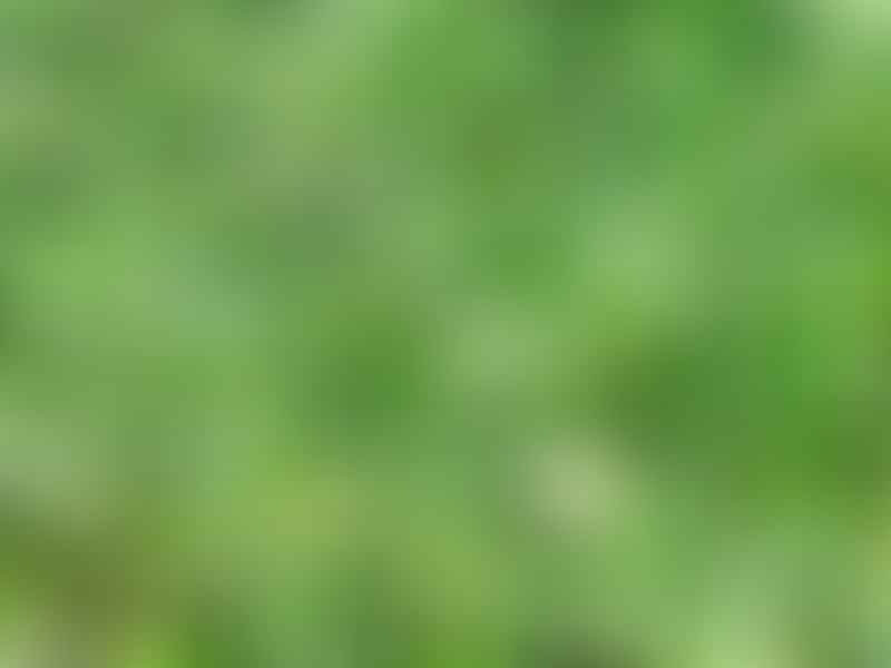 Peperomia Reticulata | Peperomia | Piperaceae
