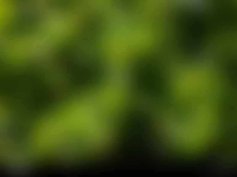 Peperomia Reticulata | Peperomia | Piperaceae