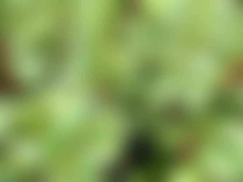 Peperomia Trinervula | Peperomia | Piperaceae