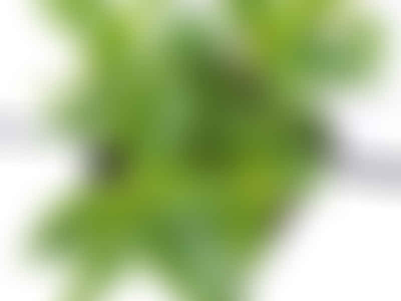 Peperomia Trinervula | Peperomia | Piperaceae