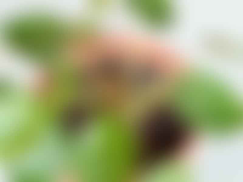 Pilea | Urticaceae