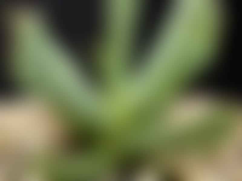 Ruschianthus | Aizoaceae
