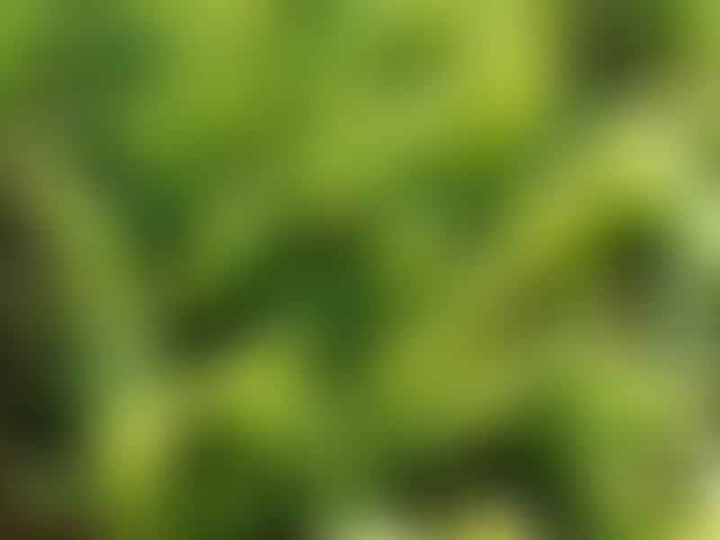 Salicornia Ramosissima | Salicornia | Amaranthaceae