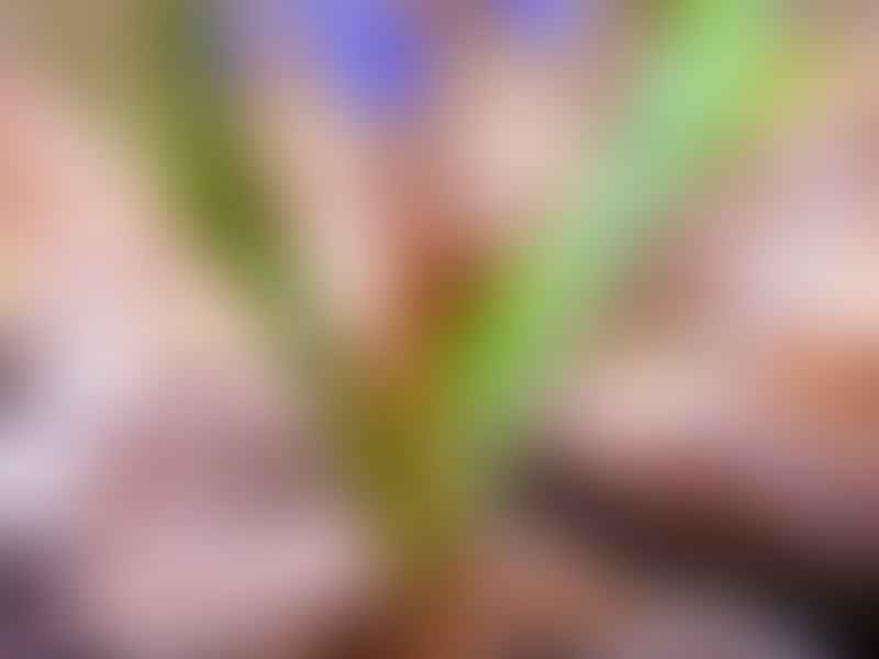 Scilla | Hyacinthaceae