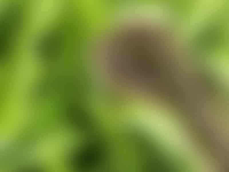 Scilla Madeirensis | Scilla | Hyacinthaceae