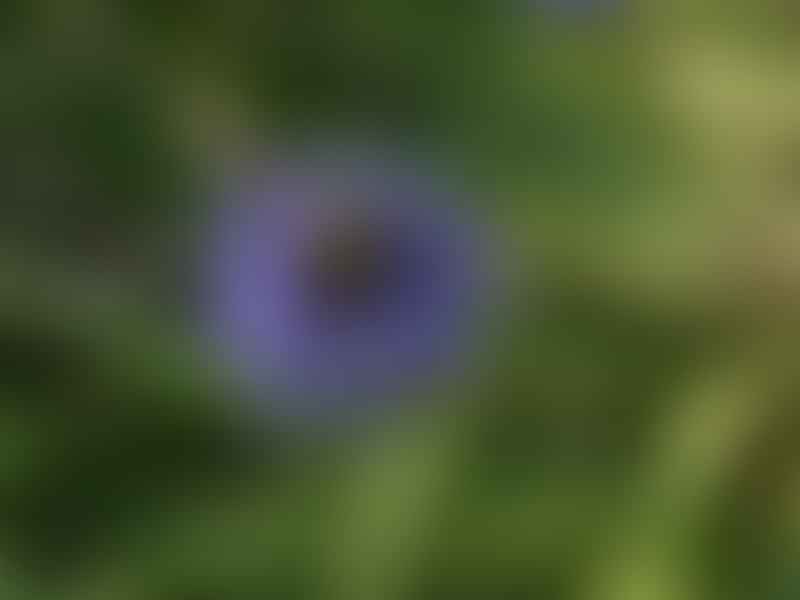 Scilla Peruviana | Scilla | Hyacinthaceae