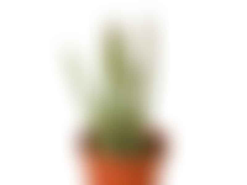 Senecio Stapeliiformis | Senecio | Asteraceae