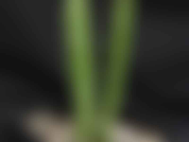 Senecio Stapeliiformis Ssp. Minor | Senecio | Asteraceae