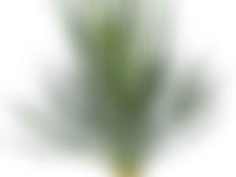 Yucca Gloriosa Nobilis | Yucca | Agavaceae