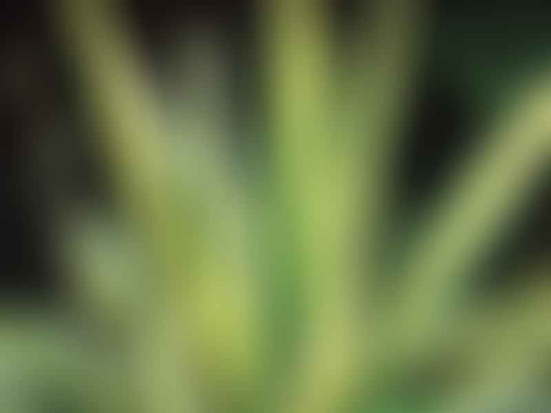 Yucca Gloriosa Variegata | Yucca | Agavaceae
