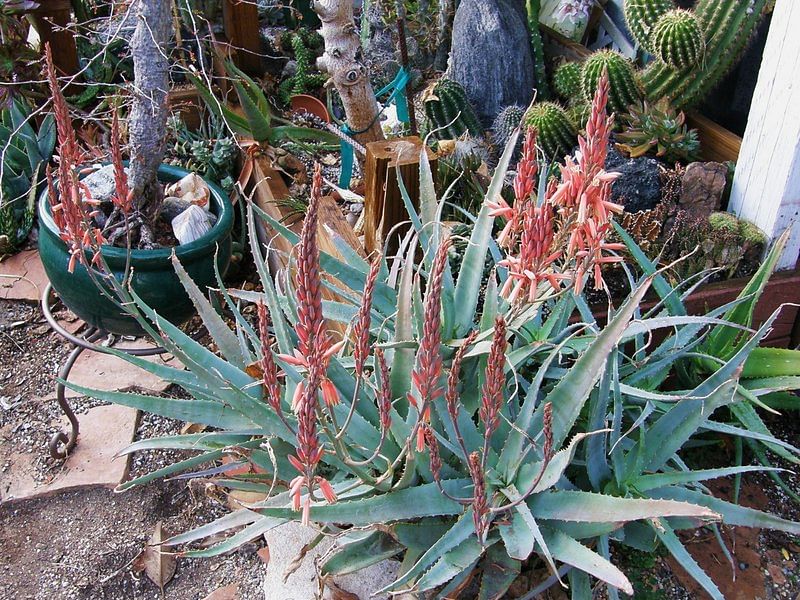 Aloe Acutissima Aloe Aloaceae 3456