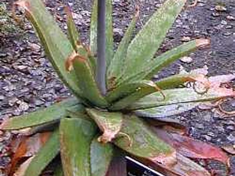 Aloe Affinis Aloe Aloaceae
