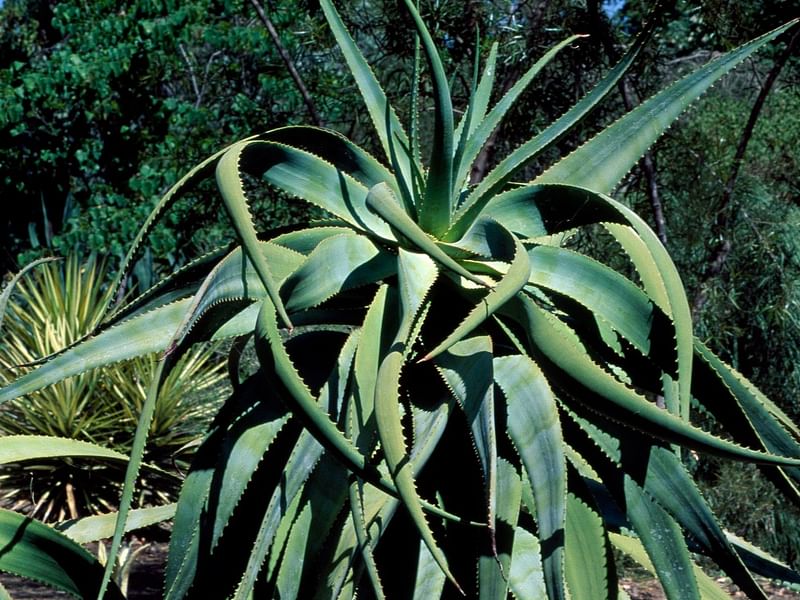 Aloe Speciosa | Aloe | Aloaceae