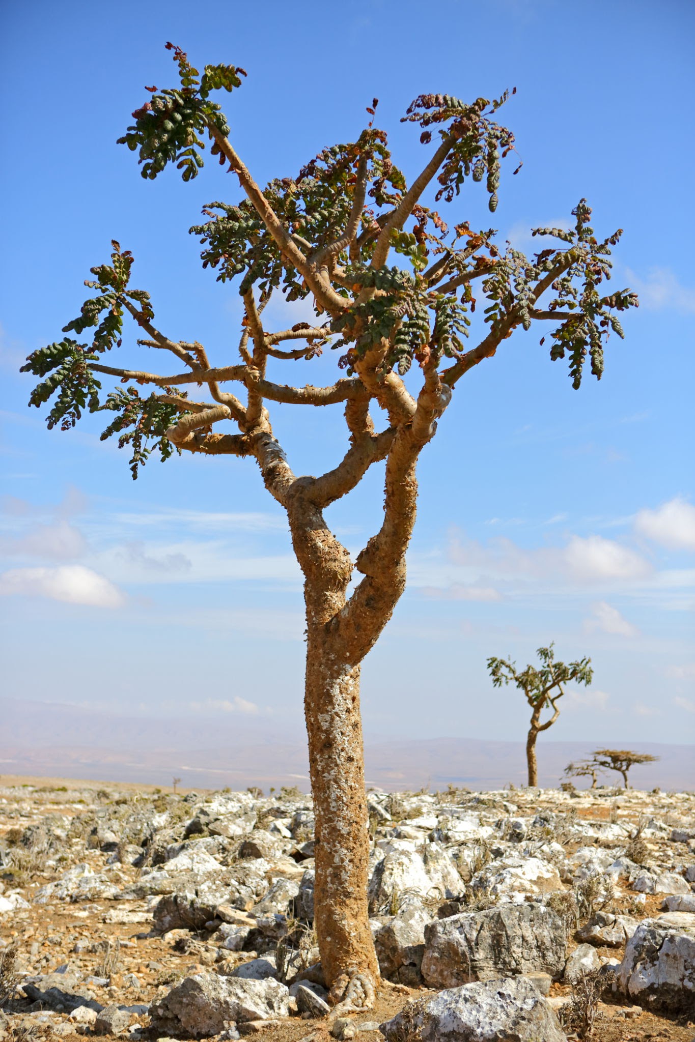 Boswellia Sacra | Boswellia | Burseraceae