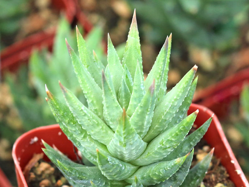 Haworthia Glauca Var Herrei Haworthia Aloaceae