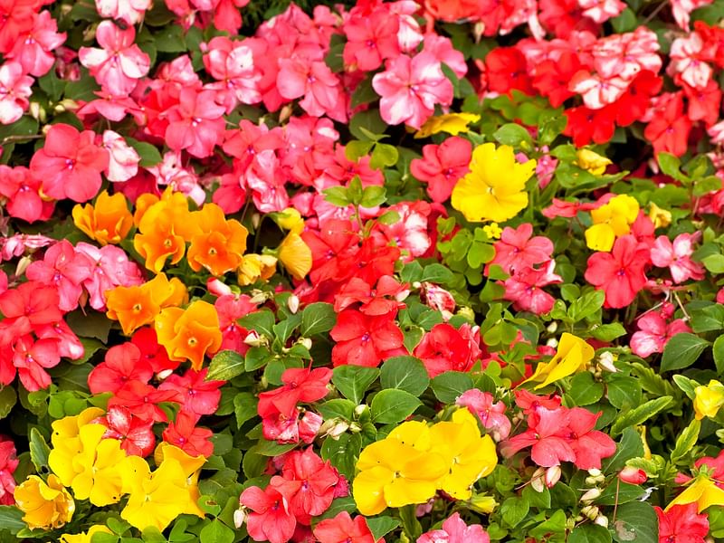 Impatiens Repens | Impatiens | Balsaminaceae