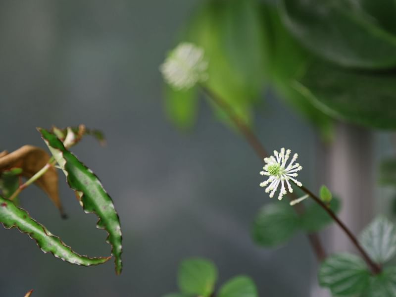 Peperomia Fraseri | Peperomia | Piperaceae