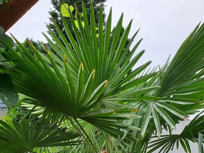 Trachycarpus Fortunei | Trachycarpus | Arecaceae