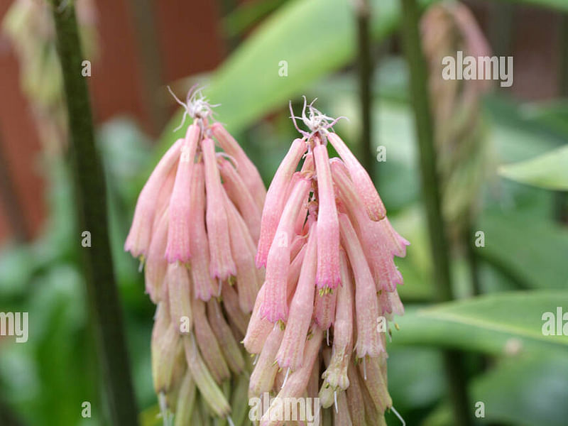 Veltheimia | Hyacinthaceae